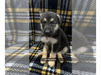 German Shepherd Dog PUPPY FOR SALE ADN-793139 - German Shepherd Dog Puppies