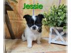 Chihuahua PUPPY FOR SALE ADN-793140 - Toy Story Litter