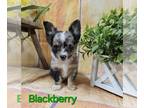 Chihuahua PUPPY FOR SALE ADN-793145 - Blackberry