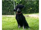 Poodle (Standard) PUPPY FOR SALE ADN-793146 - one eared puppy