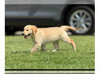 Golden Retriever PUPPY FOR SALE ADN-793147 - Golden Retriever Puppies