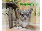 Chihuahua PUPPY FOR SALE ADN-793149 - Raspberry CKC