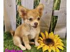 Chihuahua PUPPY FOR SALE ADN-793162 - Dalton CKC