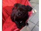 Yorkshire Terrier PUPPY FOR SALE ADN-793189 - Cute black Yorkie for sale