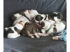 English Bulldog PUPPY FOR SALE ADN-793191 - English Bulldog Puppies