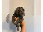 YorkiePoo PUPPY FOR SALE ADN-793193 - Female Yorkie poodle puppy