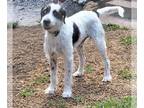 Jack Russell Terrier DOG FOR ADOPTION ADN-792915 - Lovely Lucky