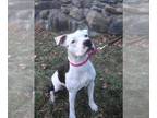 American Pit Bull Terrier Mix DOG FOR ADOPTION RGADN-1088061 - SASHA - Pit Bull