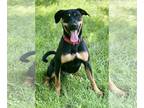 Shepweiller DOG FOR ADOPTION RGADN-1094684 - Zoey - Rottweiler / German Shepherd
