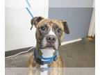 Bullboxer Pit DOG FOR ADOPTION RGADN-1099278 - Paully (Wally) - Pit Bull Terrier
