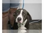 American Pit Bull Terrier Mix DOG FOR ADOPTION RGADN-1099815 - Rufus (Ranger) -