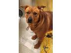 Adopt Myrtle a Cattle Dog, Mixed Breed