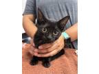 Adopt Mana a Domestic Short Hair