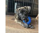 Adopt Jordan A513 a Pit Bull Terrier