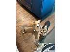 Adopt Goldie a Labrador Retriever, Beagle