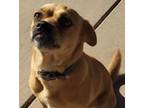 Adopt Charlemaine a Pug, Mixed Breed