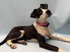 Adopt Stegosaurus a American Staffordshire Terrier, Mixed Breed