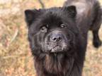 Adopt FLORENCE a Chow Chow