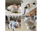 Adopt Poppy Calico a Domestic Short Hair