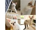 Adopt Pepper Pot a Domestic Short Hair