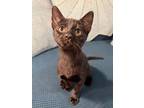 Adopt Lady Lovelace a Domestic Short Hair