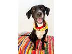 Adopt Bailey Melly a Black Labrador Retriever, Pit Bull Terrier