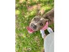 Adopt Willow Bell a Pit Bull Terrier, American Staffordshire Terrier