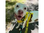 Adopt Chalupa a Pit Bull Terrier