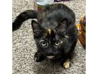 Adopt Lorie Butts a Domestic Short Hair