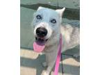 Adopt Maybelline a Siberian Husky, Mixed Breed