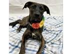 Adopt Lilly a German Shepherd Dog, Pit Bull Terrier