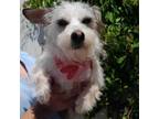 Adopt Francesca a West Highland White Terrier / Westie