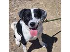 Adopt Sky a Border Collie, Mixed Breed