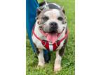 Adopt AFINA a Pit Bull Terrier