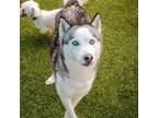 Adopt BEAUTY-A2136214 a Siberian Husky