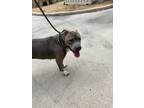 Adopt Sherry a Pit Bull Terrier