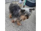 Adopt Abby a Yorkshire Terrier