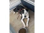 Adopt Cookies N Cream a Pit Bull Terrier, Mixed Breed