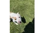 Adopt Tia a Dalmatian, Pit Bull Terrier