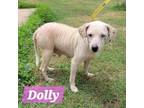 Adopt Dolly a Beagle, Mixed Breed