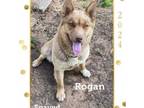 Adopt Rogan a Husky, Mixed Breed