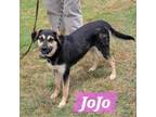 Adopt JoJo a Australian Shepherd, Mixed Breed
