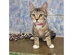 Adopt Prudence a Domestic Short Hair