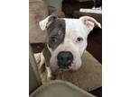 Adopt Clementine a Pit Bull Terrier