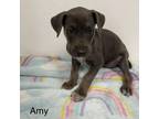 Adopt Amy a Labrador Retriever