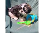 Shih Tzu Puppy for sale in Rutherfordton, NC, USA