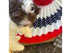 Havanese Puppy for sale in Otway, OH, USA