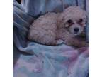 Poodle (Toy) Puppy for sale in Willow Spring, NC, USA