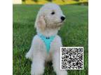Goldendoodle Puppy for sale in Midlothian, VA, USA