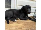 Adopt Olive a Black Labrador Retriever, Pit Bull Terrier